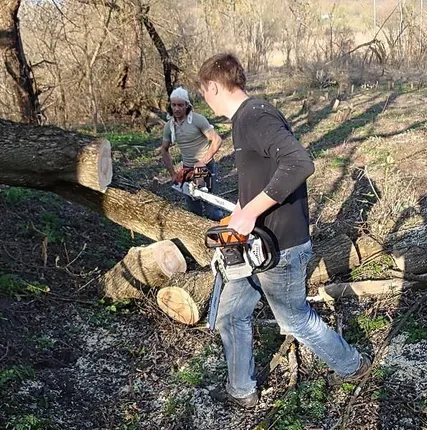 Фото №0 Валка деревьев