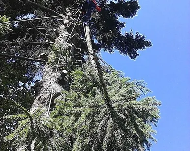 фото Валка деревьев