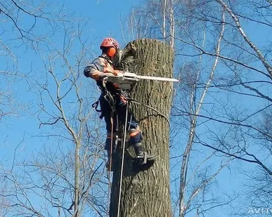 фото Спил деревьев.