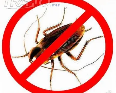 фото Дезинсекция