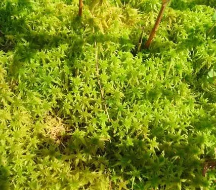 Фото №0 Мох болотный