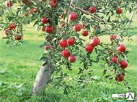 фото Посадка плодовых деревьев