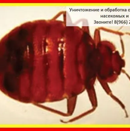 Фото №0 Химическая обработка от клопов в комнате и квартире