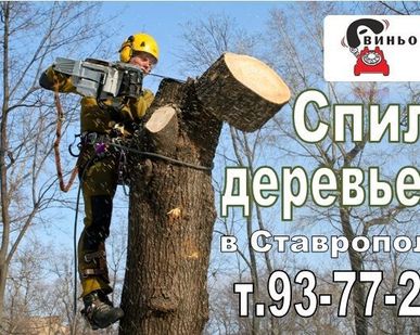 фото Спил и валка деревьев профессионалами