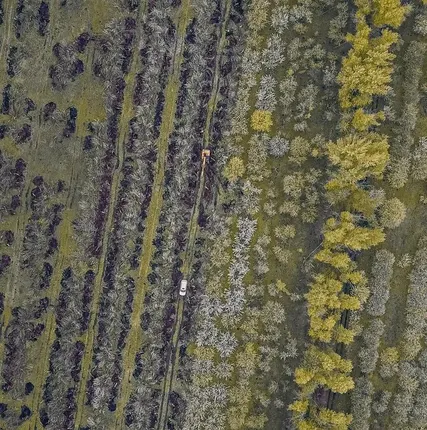 Фото №3 Корчевание пней, деревьев, лесополос, садов