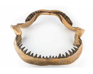фото Настенное украшение- челюсть акулы Shishi CF1130927-F38