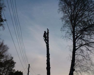 фото Спил, снос, удаление деревьев