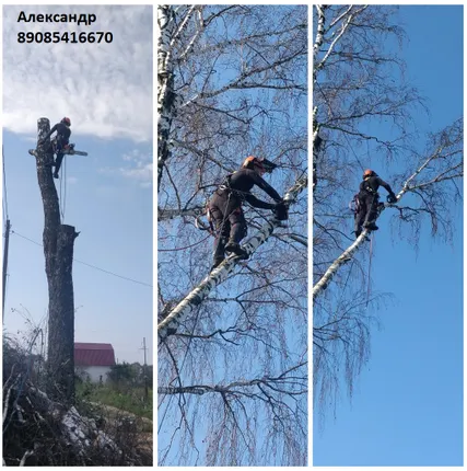 Фото №0 Спил деревьев