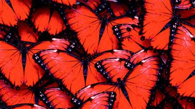 фото Глянцевые стеновые панели МДФ 2800*610*6 SP 104 бабочки