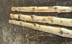 Фото №7 Окорочный станок для горбыля ОСГ-500 "СИТЕК" в Барнауле