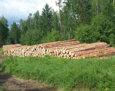 фото Пиловочник ель пихта