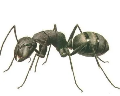 фото Дезинсекция (блохи,муравьи)