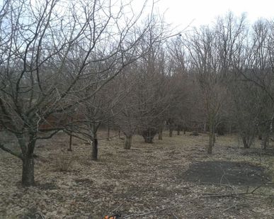 фото Обрезка сада, деревьев