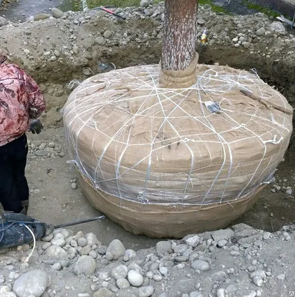 Фото №0 Выкопка и посадка больших деревьев