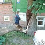 фото Спиливание дерева