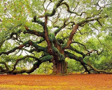 фото Обрезка кустарников