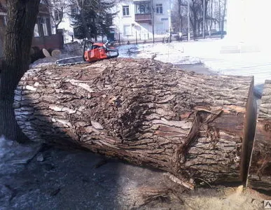 фото Спиливание деревьев