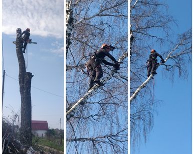 фото Спил деревьев