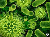 Фото №0 Устранение трупного запаха