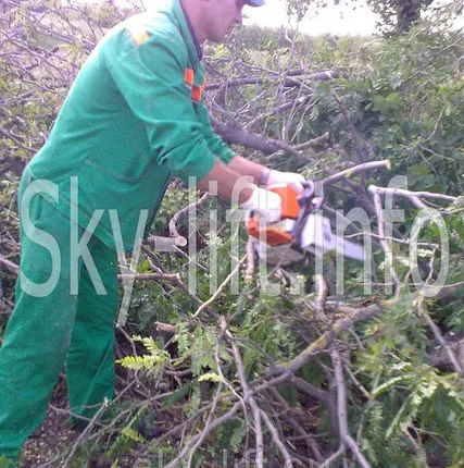 Фото №0 Услуги по вырубке деревьев
