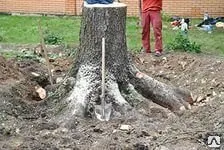 Фото №0 Корчевание пней удаление