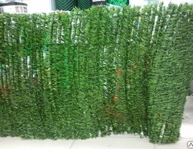 фото Декоративная изгородь Хвоя