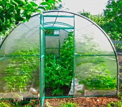 Фото №0 Теплица Помидорка 3х6 м.