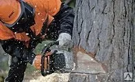 фото Спиливание (снос) дерева на участке дачном с применением высотных работ