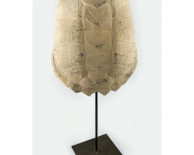 фото Фигура панцирь черепахи Shishi CF1130556