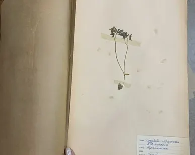 фото Лист гербария Hans Nilsson Швеция