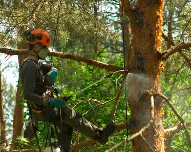 фото Спиливание деревьев 89041073423
