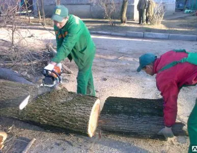 фото Спил дерева услуги