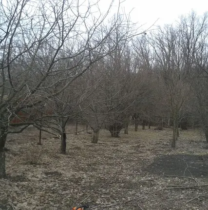 Фото №0 Обрезка сада, деревьев