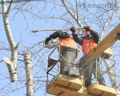 фото Спиливание деревьев