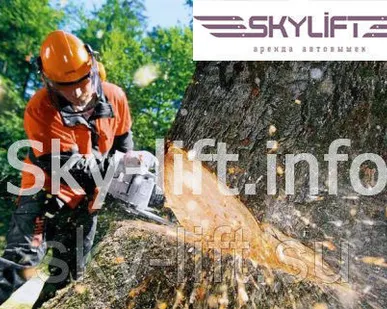 фото Спилить высокое дерево