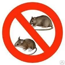 фото Дератизация склада от крыс