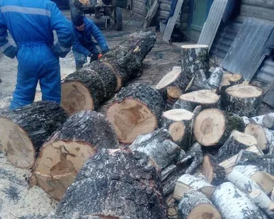 фото Удаление деревьев