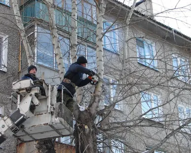 фото Спил аварийных тополей обрезка веток