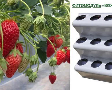 фото Вертикальная клубника. Фитомодуль для создания вертикальных грядок