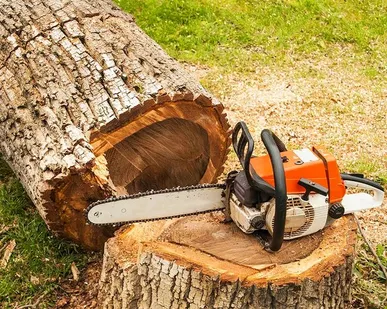 фото Спил деревьев