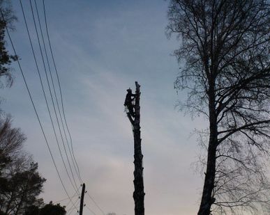 фото Вырубка леса