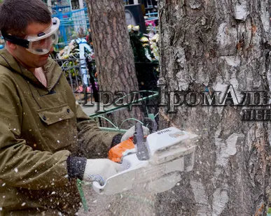 фото Спил деревьев