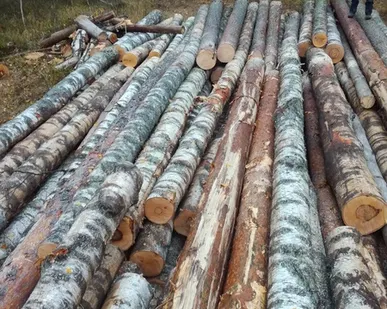 фото Деловой лес: - БЕРЕЗА от 16 до 72см 