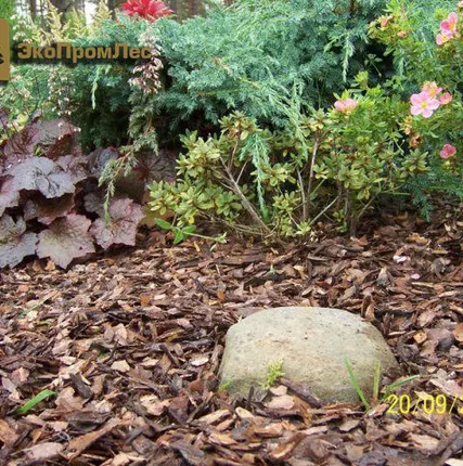 Фото №0 Кора сосны