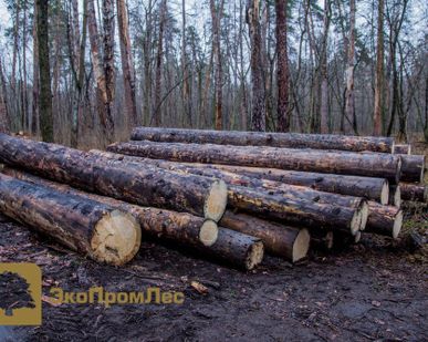 фото Кругляк "Деловой"