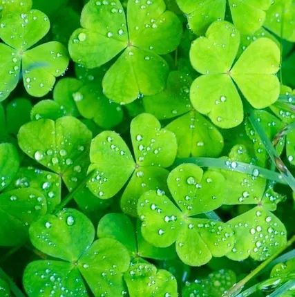 Фото №0 Услуги импортера