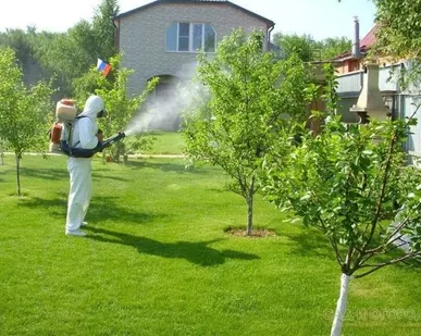 фото Дезинсекция комаров