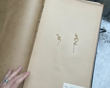 фото Лист гербария Torsten Hansen Швеция