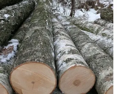 фото Круглая береза для шахт 桦木杆150美元
в