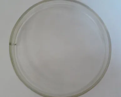 фото Чашка Петри